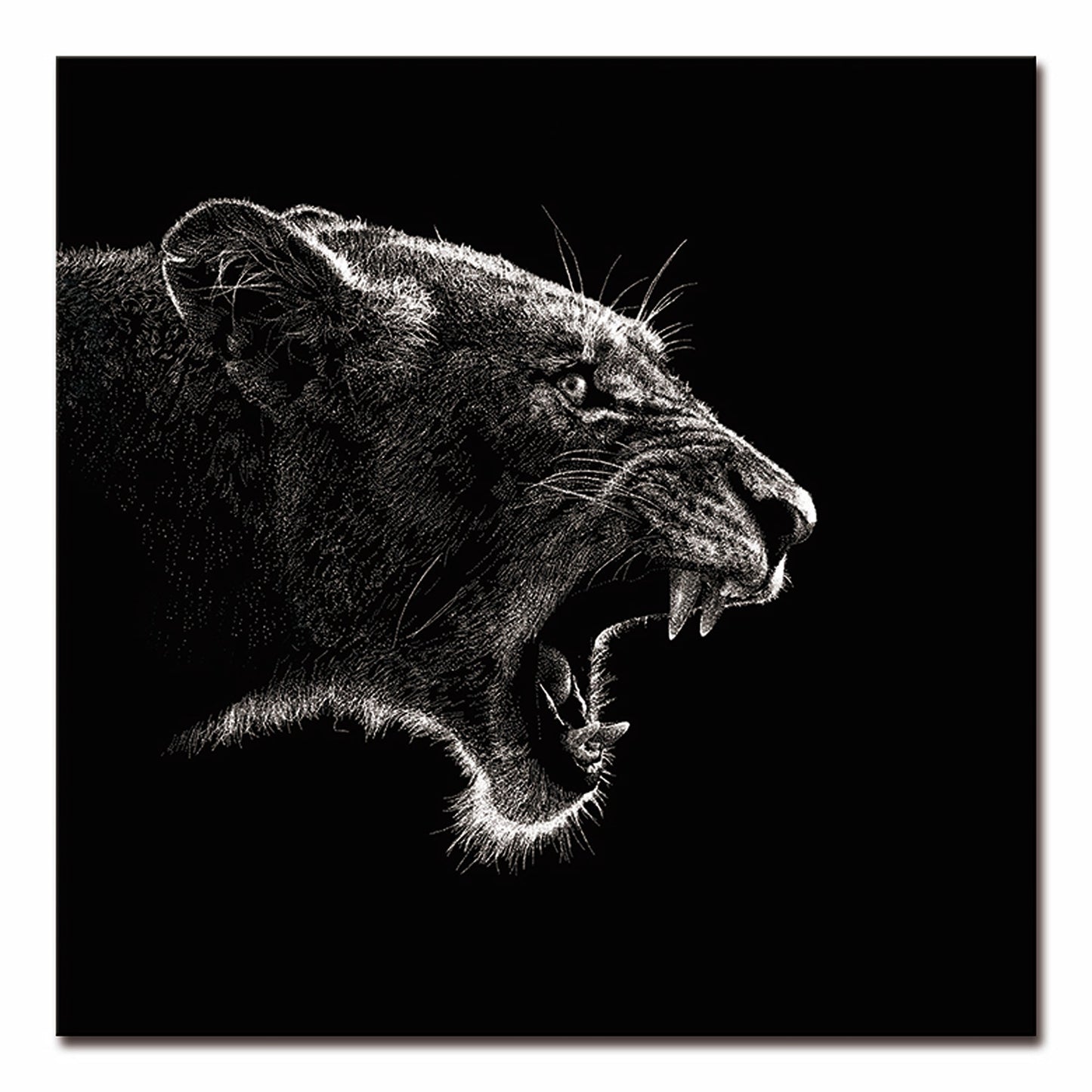 Roaring Lion Acrylic Print Unframed Wall Art